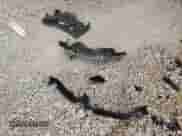 2024 Chevrolet Malibu LT с VIN 1G1ZD5ST9RF228274, выставлен на аукционе Copart как лот 69492365 с пробегом 24 091 миль миль и Списание • Salvage title. История ставок и продаж доступна на DreamBid. Изображение 12.