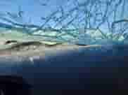 2015 Toyota Prius Two with VIN JTDKN3DU9F0481464, listed as a Copart auction lot 81443295 with Not provided miles and Salvage title. Bid and sale history available at DreamBid. Image 9.