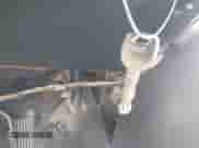 2000 Chevrolet Silverado 1500 LS with VIN 2GCEC19T8Y1276958, listed as a IAAI auction lot 41748779 with Not provided miles and . Bid and sale history available at DreamBid. Image 11.