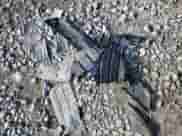 2017 Chevrolet Trax LS with VIN 3GNCJNSB6HL273276, listed as a Copart auction lot 67525835 with 63,946 mi miles and Salvage title. Bid and sale history available at DreamBid. Image 13.