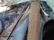 1984 Chevrolet Impala z VIN 2G1AL69H7E9196239, wystawiony jako Copart lot #57792885 z przebiegiem Nie podano mil oraz Szkoda całkowita • Salvage title. Historia ofert i sprzedaży dostępna na DreamBid. Obrazek 12.