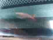 2005 Dodge 2500 SLT with VIN 3D7KR26DX5G859013, listed as a IAAI auction lot 42713721 with 232,700 mi miles and . Bid and sale history available at DreamBid. Image 9.