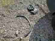 2022 Chevrolet Trax LS с VIN KL7CJNSM8NB545606, выставлен на аукционе Copart как лот 71590295 с пробегом 24 708 миль миль и Списание • Salvage title. История ставок и продаж доступна на DreamBid. Изображение 13.