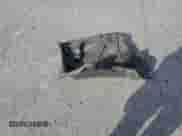 2020 Toyota Prius LE с VIN JTDKARFP2L3122926, выставлен на аукционе Copart как лот 81860495 с пробегом 170 596 миль миль и Списание • Salvage title. История ставок и продаж доступна на DreamBid. Изображение 12.