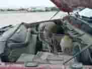 2009 Dodge 1500 SLT with VIN 1D3HV18T69S769247, listed as a IAAI auction lot 42416444 with 393,409 mi miles and . Bid and sale history available at DreamBid. Image 23.