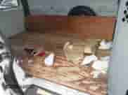 2002 Chevrolet Astro Cargo z VIN 1GCDM19X52B133954, wystawiony jako IAAI lot #42207190 z przebiegiem 413 567 mil mil oraz . Historia ofert i sprzedaży dostępna na DreamBid. Obrazek 8.