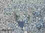 1998 Chevrolet Camaro z VIN 2G1FP22K6W2130414, wystawiony jako Copart lot #80745194 z przebiegiem Nie podano mil oraz Szkoda całkowita • Salvage title. Historia ofert i sprzedaży dostępna na DreamBid. Obrazek 12.