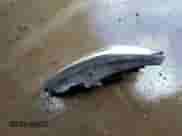 2016 Hyundai Tucson SE с VIN KM8J3CA41GU163902, выставлен на аукционе Copart как лот 82562145 с пробегом 92 828 миль миль и Списание • Salvage title. История ставок и продаж доступна на DreamBid. Изображение 13.