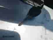 2008 Chevrolet Malibu 2LT с VIN 1G1ZJ57BX84237777, выставлен на аукционе IAAI как лот 42487791 с пробегом 264 686 миль миль и . История ставок и продаж доступна на DreamBid. Изображение 11.