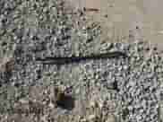 2023 Volkswagen Tiguan SE with VIN 3VV3B7AX7PM137070, listed as a Copart auction lot 65336415 with 31,468 mi miles and Salvage title. Bid and sale history available at DreamBid. Image 13.