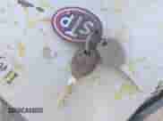 2008 Dodge 1500 ST with VIN 1D7HU16N08J232786, listed as a IAAI auction lot 41979484 with 54,165 mi miles and . Bid and sale history available at DreamBid. Image 11.