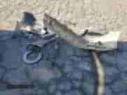 2013 Chevrolet Malibu LT with VIN 1G11E5SA3DF234136, listed as a Copart auction lot 81780385 with 226,967 mi miles and Salvage title. Bid and sale history available at DreamBid. Image 12.