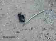 2006 Ford Mustang GT Deluxe с VIN 1ZVFT82HX65216207, выставлен на аукционе Copart как лот 82680985 с пробегом 121 929 миль миль и Чистый • Clean title. История ставок и продаж доступна на DreamBid. Изображение 12.