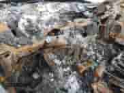 2001 Dodge 1500 z VIN 1B7HF16Z91S144780, wystawiony jako Copart lot #60469274 z przebiegiem Nie podano mil oraz Nie do naprawy • Non repairable. Historia ofert i sprzedaży dostępna na DreamBid. Obrazek 9.