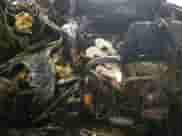 2004 Cadillac Escalade with VIN 1GYEK63N34R153140, listed as a Copart auction lot 62280405 with Not provided miles and Non repairable. Bid and sale history available at DreamBid. Image 8.