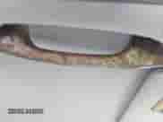 2000 Honda Odyssey EX с VIN 2HKRL1866YH577661, выставлен на аукционе IAAI как лот 43190108 с пробегом Не указан миль и . История ставок и продаж доступна на DreamBid. Изображение 13.