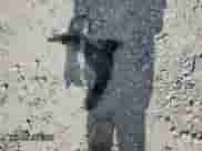 2019 Chevrolet Equinox Premier z VIN 3GNAXXEV2KS659522, wystawiony jako Copart lot #59916495 z przebiegiem 85 559 mil mil oraz Szkoda całkowita • Salvage title. Historia ofert i sprzedaży dostępna na DreamBid. Obrazek 13.