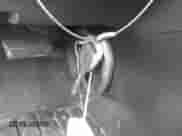 2009 Chevrolet Malibu 2LT с VIN 1G1ZJ57B294119353, выставлен на аукционе IAAI как лот 42766048 с пробегом 88 272 миль миль и . История ставок и продаж доступна на DreamBid. Изображение 11.