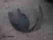 2010 Dodge Charger SXT с VIN 2B3CA3CV8AH309572, выставлен на аукционе IAAI как лот 43340121 с пробегом 255 529 миль миль и . История ставок и продаж доступна на DreamBid. Изображение 12.