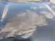 2025 Chevrolet Trax LT с VIN KL77LHEP3SC107813, выставлен на аукционе IAAI как лот 43063910 с пробегом 5 911 миль миль и . История ставок и продаж доступна на DreamBid. Изображение 6.