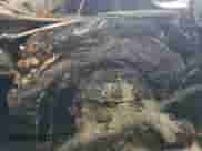 2004 Cadillac Escalade with VIN 1GYEK63N34R153140, listed as a Copart auction lot 62280405 with Not provided miles and Non repairable. Bid and sale history available at DreamBid. Image 9.