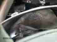 2003 Dodge Dakota SLT z VIN 1D7HG48N73S239498, wystawiony jako Copart lot #57225245 z przebiegiem Nie podano mil oraz Szkoda całkowita • Salvage title. Historia ofert i sprzedaży dostępna na DreamBid. Obrazek 9.