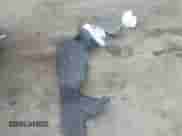 2008 Nissan Rogue SL with VIN JN8AS58V98W407968, listed as a IAAI auction lot 43245803 with 128,700 mi miles and . Bid and sale history available at DreamBid. Image 11.