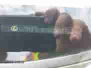 2012 Lexus IS 250 z VIN JTHCF5C20C5053177, wystawiony jako IAAI lot #43012588 z przebiegiem 183 326 mil mil oraz . Historia ofert i sprzedaży dostępna na DreamBid. Obrazek 9.