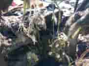 2020 Cadillac Escalade ESV Platinum z VIN 1GYS4KKJ6LR223104, wystawiony jako IAAI lot #43160616 z przebiegiem Nie podano mil oraz . Historia ofert i sprzedaży dostępna na DreamBid. Obrazek 7.