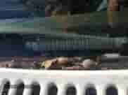 1991 Chevrolet S-10 z VIN 1GCCS19Z1M8166520, wystawiony jako Copart lot #73703204 z przebiegiem 262 704 mil mil oraz Szkoda całkowita • Salvage title. Historia ofert i sprzedaży dostępna na DreamBid. Obrazek 12.