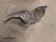 2018 Nissan Murano SV z VIN 5N1AZ2MG7JN175827, wystawiony jako IAAI lot #41764645 z przebiegiem 62 887 mil mil oraz . Historia ofert i sprzedaży dostępna na DreamBid. Obrazek 19.