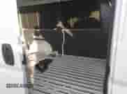 2020 Ram ProMaster Cargo с VIN 3C6TRVBG3LE104379, выставлен на аукционе IAAI как лот 41149932 с пробегом 77 499 миль миль и . История ставок и продаж доступна на DreamBid. Изображение 8.