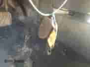 2014 Nissan Maxima S z VIN 1N4AA5AP2EC499387, wystawiony jako IAAI lot #36105707 z przebiegiem 190 187 mil mil oraz . Historia ofert i sprzedaży dostępna na DreamBid. Obrazek 11.