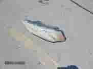 2009 Hyundai Sonata Limited с VIN 5NPEU46F69H546430, выставлен на аукционе IAAI как лот 42478782 с пробегом 198 090 миль миль и . История ставок и продаж доступна на DreamBid. Изображение 12.