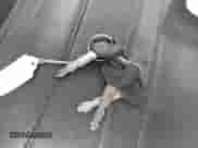 1998 Dodge 1500 z VIN 1B7HF16YXWS577605, wystawiony jako IAAI lot #40290315 z przebiegiem 220 771 mil mil oraz . Historia ofert i sprzedaży dostępna na DreamBid. Obrazek 11.