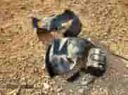 2018 Hyundai Accent SE z VIN 3KPC24A37JE025719, wystawiony jako Copart lot #82242255 z przebiegiem Nie podano mil oraz Szkoda całkowita • Salvage title. Historia ofert i sprzedaży dostępna na DreamBid. Obrazek 12.