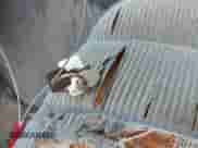 1987 Chevrolet Express Beauville с VIN 1GNEG25K8H7100722, выставлен на аукционе IAAI как лот 41895326 с пробегом 68 759 миль миль и . История ставок и продаж доступна на DreamBid. Изображение 11.