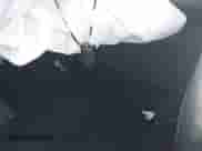 2023 Kia Sorento S with VIN 5XYRL4LC2PG197348, listed as a IAAI auction lot 43146392 with 57,061 mi miles and . Bid and sale history available at DreamBid. Image 11.