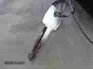 1991 Ford F-150 z VIN 1FTEF14N9MLA45412, wystawiony jako IAAI lot #43394035 z przebiegiem 179 080 mil mil oraz . Historia ofert i sprzedaży dostępna na DreamBid. Obrazek 11.