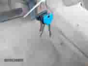 1994 Dodge 1500 z VIN 1B7HC16YXRS728178, wystawiony jako IAAI lot #42295850 z przebiegiem 44 926 mil mil oraz . Historia ofert i sprzedaży dostępna na DreamBid. Obrazek 11.