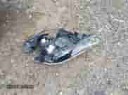 2017 BMW 5 Series 530i xDrive with VIN WBAJA7C39HG904378, listed as a IAAI auction lot 42446351 with 56,363 mi miles and . Bid and sale history available at DreamBid. Image 12.