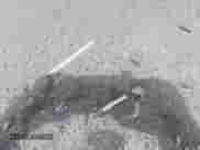 2005 Chevrolet Suburban LT с VIN 3GNGK26G15G143221, выставлен на аукционе IAAI как лот 41651648 с пробегом 203 086 миль миль и . История ставок и продаж доступна на DreamBid. Изображение 14.