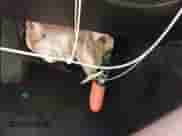 2017 Dodge Charger R/T с VIN 2C3CDXCT1HH595369, выставлен на аукционе IAAI как лот 43416349 с пробегом 119 385 миль миль и . История ставок и продаж доступна на DreamBid. Изображение 11.