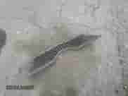 2010 Toyota Camry SE с VIN 4T1BF3EK3AU011860, выставлен на аукционе Copart как лот 81437645 с пробегом 144 462 миль миль и Списание • Salvage title. История ставок и продаж доступна на DreamBid. Изображение 12.