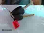 2003 Honda Accord EX with VIN JHMCM56683C013591, listed as a IAAI auction lot 42883936 with 199,776 mi miles and . Bid and sale history available at DreamBid. Image 11.