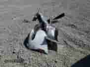 2016 Chrysler 300 C с VIN 2C3CCAEG9GH161392, выставлен на аукционе Copart как лот 81881385 с пробегом 71 020 миль миль и Списание • Salvage title. История ставок и продаж доступна на DreamBid. Изображение 12.