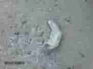 2024 Toyota Tundra SR5 with VIN 5TFLA5DA2RX141229, listed as a Copart auction lot 83214254 with 37,057 mi miles and Salvage title. Bid and sale history available at DreamBid. Image 14.