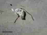 2019 Mitsubishi Outlander ES z VIN JA4AZ3A3XKZ051213, wystawiony jako Copart lot #68248165 z przebiegiem 104 273 mil mil oraz Szkoda całkowita • Salvage title. Historia ofert i sprzedaży dostępna na DreamBid. Obrazek 13.