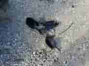 2011 BMW 3 Series 335is с VIN WBADX1C55BE569486, выставлен на аукционе Copart как лот 78367504 с пробегом 91 708 миль миль и Списание • Salvage title. История ставок и продаж доступна на DreamBid. Изображение 12.