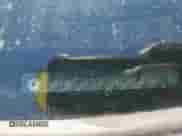 2014 Honda Accord EX z VIN 1HGCT1B70EA016478, wystawiony jako Copart lot #69853885 z przebiegiem 156 537 mil mil oraz Szkoda całkowita • Salvage title. Historia ofert i sprzedaży dostępna na DreamBid. Obrazek 13.